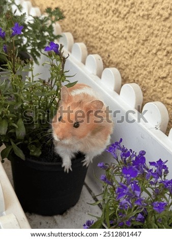 This image features a cute golden hamster sitting in a small black flower pot, surrounded by vibrant purple flowers. The hamster appears curious, with its tiny paws resting on the edge of the pot, as 