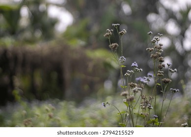 This image features a delicate cluster of wildflowers with purple and brown blooms set against a softly focused green forest backdrop with hints of trees and foliage