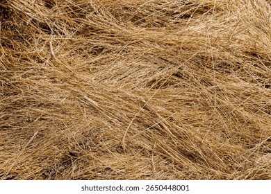 This image features a dense arrangement of golden dry grass strands tangled together, showcasing a natural texture and the warm hues of dried flora in a serene outdoor setting.