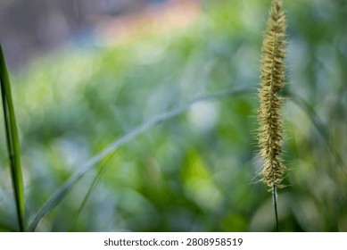 This image features a detailed close-up of a wheat spike with a blurred green background, showcasing the texture and color of the wheat in sharp focus, with soft focus on the surrounding foliage.