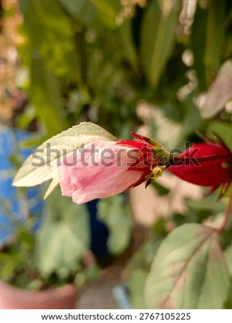This image features a detailed close-up of fuchsia flowers displaying a gradient of pink and red hues, complemented by lush green leaves and a soft focus.