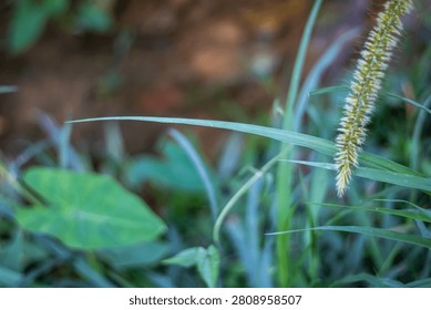 This image features a detailed view of a green plant with a long, thin stem and leaves. The plant has a yellowish-green flower or seed head at the top of the stem. The background is blurred, with shad