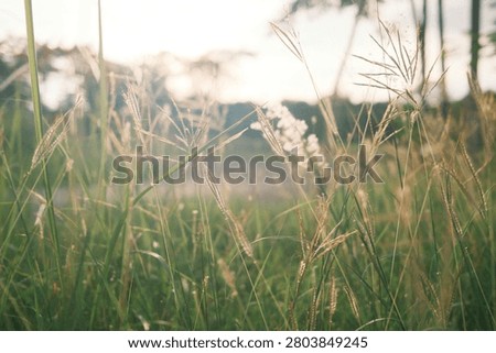 This image features a field of tall grass, possibly reed or pampas grass, illuminated by bright sunlight.