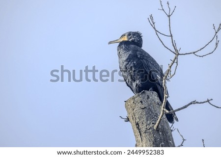 This image features a Great Cormorant, Phalacrocorax carbo, distinguished by its dark plumage and strong bill, perched stoically atop a bare tree stump. The bird's watchful eye surveys the landscape