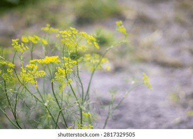 This image features a group of small, bright yellow flowers with thin green stems and leaves, set against a blurred background of a field with shades of green, brown, and gray, evoking a sense of natu