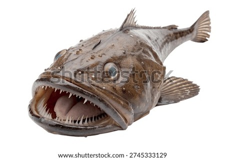 This image features a large brown fish with sharp teeth and an open mouth, showcasing its fearsome appearance.