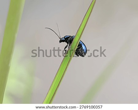 This image features a macro shot of a small black leaf beetle perched on a slender green blade of grass. The insect has a glossy, dark body with a slightly metallic sheen, reflecting light along its curved back. Its long, thin antennae extend forward, while its delicate legs grip the narrow surface of the plant.