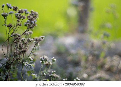 This image features a plant with delicate purple and white flowers, captured in a close-up shot. The background is blurred, showcasing a natural setting with greenery and a subtle hint of a pathway. T