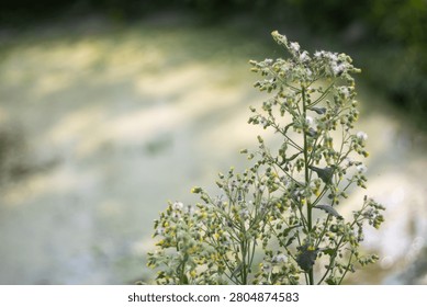 This image features a plant with delicate white flowers and green leaves, set against a blurred background of a body of water with greenery and sunlight filtering through, creating a serene and natura