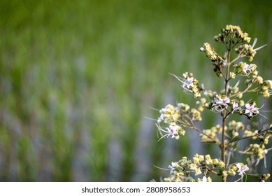This image features a plant with delicate white and pink flowers, set against a blurred green background. The plant's stems and branches are thin and brown, with clusters of small flowers and buds. Th