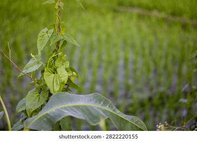 This image features a plant with large green leaves in the foreground, set against a blurred background of a field of purple lavender flowers and green foliage, showcasing a natural and serene landsca