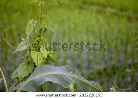 This image features a plant with large green leaves in the foreground, set against a blurred background of a field of purple lavender flowers and green foliage, showcasing a natural and serene landsca