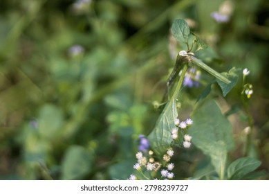 This image features a plant with vibrant green leaves and tiny purple flowers, set against a blurred background of lush greenery. The plant's delicate white and purple blooms are in sharp focus, showc