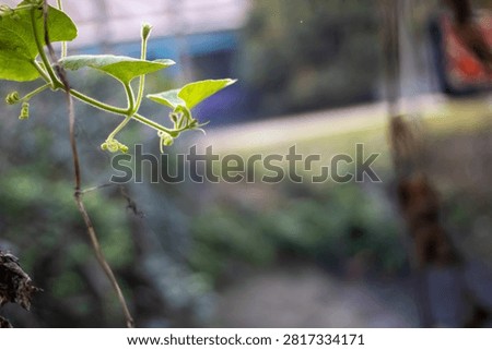 This image features a plant with vibrant green leaves and tiny yellow flowers, captured in a close-up shot.