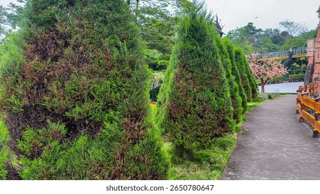 This image features a row of tall, conical evergreen trees, likely conifers, bordering a pathway. A unique, whimsical house structure is visible in the background, adding a touch of fantasy to the lan