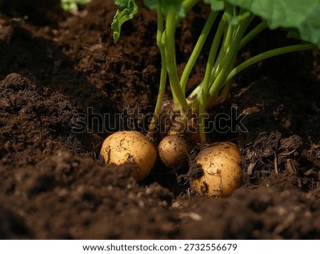 This image features rows of yellowish-brown turnips or root vegetables thriving in rich, dark soil. Warm sunlight illuminates the tops of the bulbs and the lush green foliage, creating a fresh and natural organic farming atmosphere