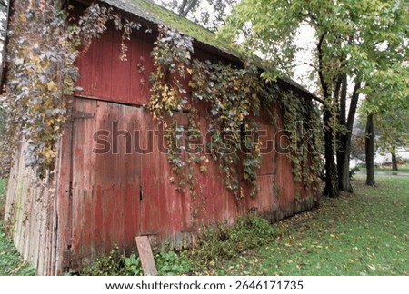 This image features a rustic red barn with creeping vines, showcasing decay and beauty entwined, portraying a powerful connection between nature and human-made structures.