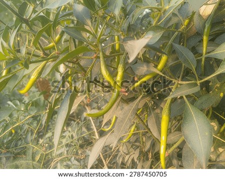 This image features several chili pepper plants, likely a hybrid variety common in Indian agriculture, such as those grown for high yield and pungency.