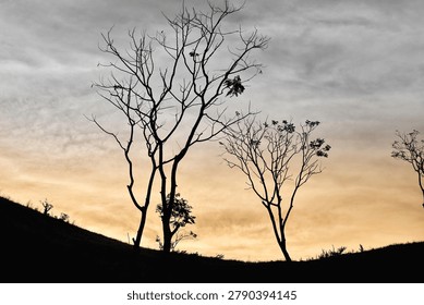 This image features the silhouettes of several leafless trees against a dramatic, soft-hued sunset sky over a dark, rolling hillside.