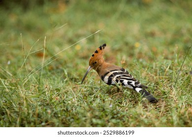This image features a single bird, likely a hoopoe, characterized by its long, thin beak, black and white striped wings and tail, and a notable crest on its head. The bird is standing on grass dotted 