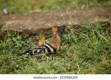 This image features a single bird, likely a hoopoe, characterized by its long, thin beak, black and white striped wings and tail, and a notable crest on its head. The bird is standing on grass dotted 