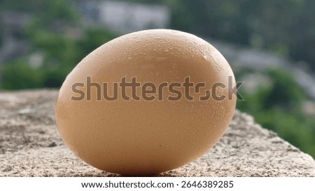 This image features a single, light brown egg resting on a textured, light-colored surface, likely concrete or stone. The egg is positioned slightly off-center