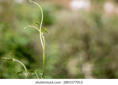 This image features a slender green plant stem with small leaves and buds, set against a softly blurred background of lush greenery, capturing a serene moment in nature with vibrant colors and delicat