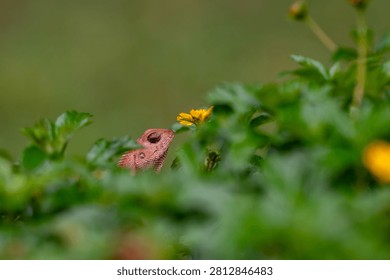 This image features a small butterfly with patterned wings perched among green plants and bright yellow flowers, highlighting insect attraction in a lush outdoor setting.