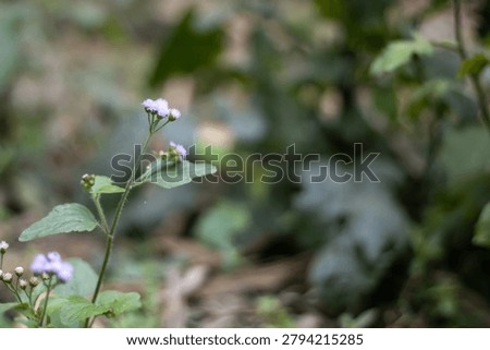 This image features a small plant with delicate purple flowers and vibrant green leaves set against a softly blurred natural backdrop. The plant's slender stem supports several tiny purple blooms and