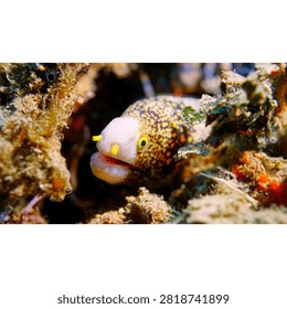 This image features a Snowflake moray eel Echidna nebulosa, which is recognizable by its white head and a body covered in black and yellow spots.