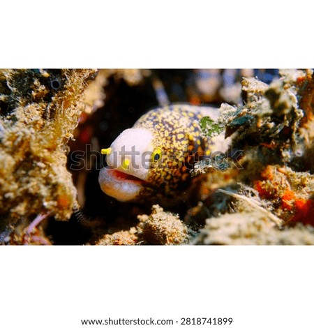 This image features a Snowflake moray eel Echidna nebulosa, which is recognizable by its white head and a body covered in black and yellow spots.