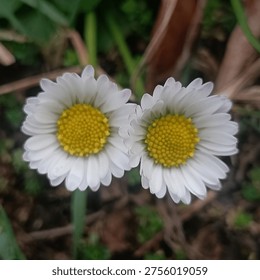 This image features two delicate white daisy-like flowers captured in a close-up composition. Each bloom displays a bright yellow center surrounded by soft, evenly spaced white petals, creating a pleasing symmetry. The flowers stand side by side, slightly angled toward each other, suggesting harmony and natural balance. The shallow depth of field gently blurs the background, revealing hints of green foliage and brown earth tones, which enhance the flowers’ clarity and prominence. Natural lighting highlights the fine textures of the petals and the intricate pattern of the centers, resulting in a calm, fresh, and intimate portrayal of simple garden beauty.