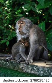 This image features two monkeys, likely Balinese long-tailed macaques (Macaca fascicularis), commonly found in Bali.