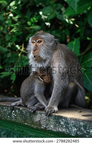 This image features two monkeys, likely Balinese long-tailed macaques (Macaca fascicularis), commonly found in Bali.
