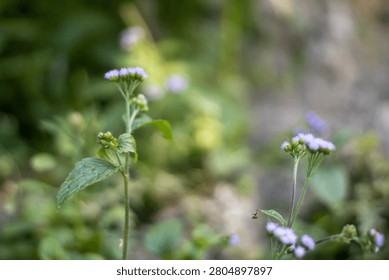 This image features two small purple flower stalks with green leaves set against a blurred background of lush greenery and additional purple flowers. The flowers are in focus, showcasing their delicat
