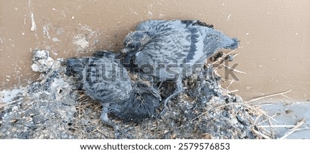 This image features two young pigeon chicks nestled together in a makeshift nest on a textured, light-colored surface. The chicks are covered in a mix of fluffy white and gray down feathers, with some