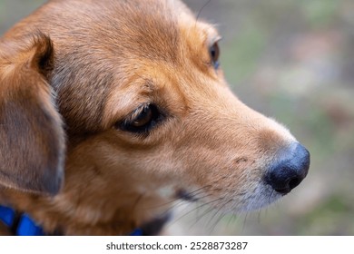 This image features an upclose view of a brown dog that is proudly wearing a stylish blue collar, showcasing its playful expression and demeanor