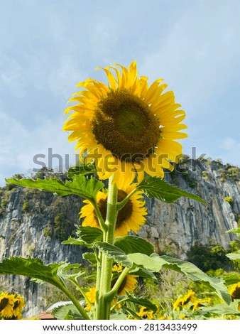 This image features a vibrant, bright yellow sunflower in full bloom as the main subject. The sunflower is captured from a low angle, emphasizing its height and its large, textured center. Behind the main flower, another slightly lower, partially visible sunflower adds depth to the scene.
The background provides a stunning contrast, featuring a dramatic, rugged limestone cliff face covered with sparse patches of green vegetation. The sky above is a soft, light blue, suggesting a clear and sunny day. The overall composition creates a beautiful, serene natural landscape.

ere are some beautiful ways to describe the aesthetic appeal and beauty of this image in English. You can use these descriptions for captions, storytelli  100 baht, or sharing your appreciation:100 baht,