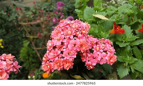  This image features a vibrant close-up of pink Kalanchoe flowers in full bloom. The blooms are a rich, eye-catching shade of pink and have a plump, waxy texture.   - Powered by Shutterstock