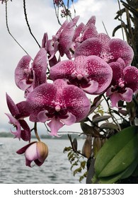 This image features a vibrant cluster of harlequin-patterned Phalaenopsis (moth) orchids showcasing rich magenta and deep purple splashes over lighter pink petals. 