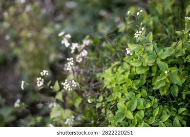 This image features a vibrant green plant with small oval-shaped leaves and tiny white flowers scattered throughout the background, creating a natural and serene atmosphere with soft focus.