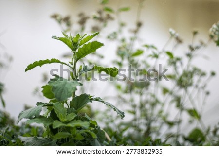 This image features a vibrant green plant with serrated leaves and thin stems, set against a softly blurred background with hints of brown and white, suggesting a natural outdoor environment with poss