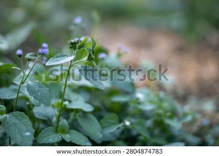 This image features a vibrant green plant with delicate purple flowers and leaves, set against a softly blurred background that suggests a natural outdoor setting, possibly a garden or field with eart