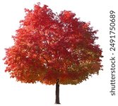 This image features a vibrant maple tree in full autumn bloom, isolated against a white background. The tree