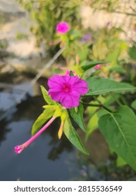 This image features a vibrant pink four o'clock flower (Mirabilis jalapa) in full bloom, captured in a close-up shot outdoors.