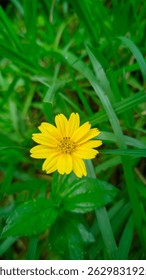 This image features a vibrant yellow flower in full bloom, standing out against a lush background of green grass and leaves. The flower appears to be a Yellow Daisylike Flower