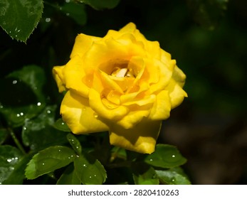 This image features a vibrant yellow rose covered in water droplets. It appears to be a variety of garden rose, similar to the Shockwave™ or Flower Power Gold cultivars.