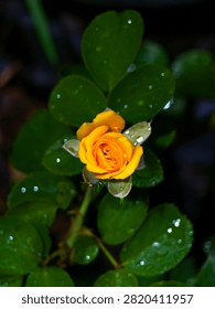 This image features a vibrant yellow rose covered in water droplets. It appears to be a variety of garden rose, similar to the Shockwave™ or Flower Power Gold cultivars.