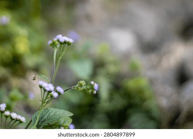 This image features a wildflower with small, delicate purple blooms and green leaves, set against a blurred natural background with shades of green and gray, evoking a sense of serenity and tranquilit
