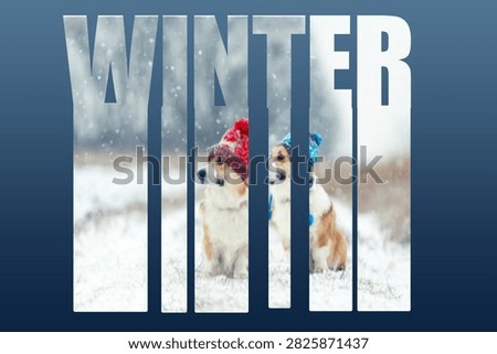 This image features the word 'winter' prominently displayed, with a snowy landscape and two corgi dogs visible through the letters. The scene evokes a cold, seasonal atmosphere.
